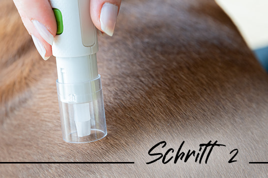 Zeckendreher wird aktiviert und auf Tierfell gedrückt, grüne Taste wird betätigt. Beschriftung: Schritt 2.