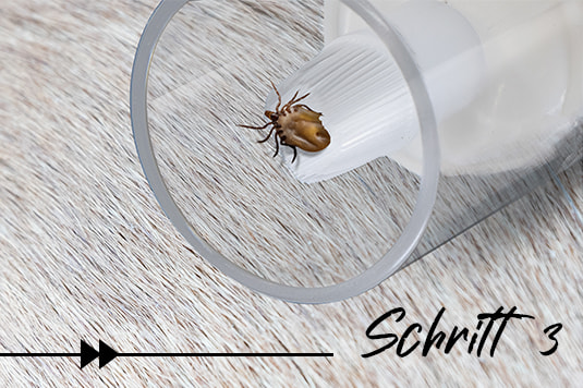 Zecke sitzt gefasst in der rotierenden Pinzette des Zeckendrehers auf Tierfell. Beschriftung: Schritt 3.